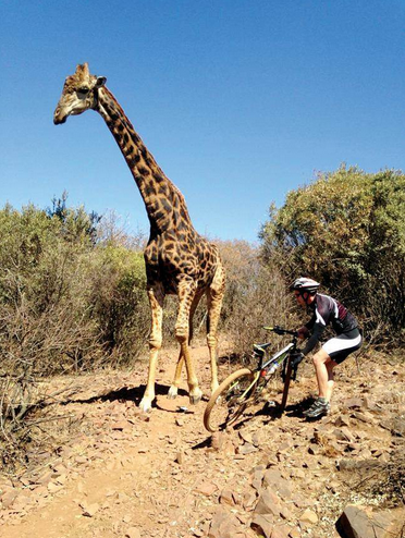 Giraffe attacks mountain biker! 